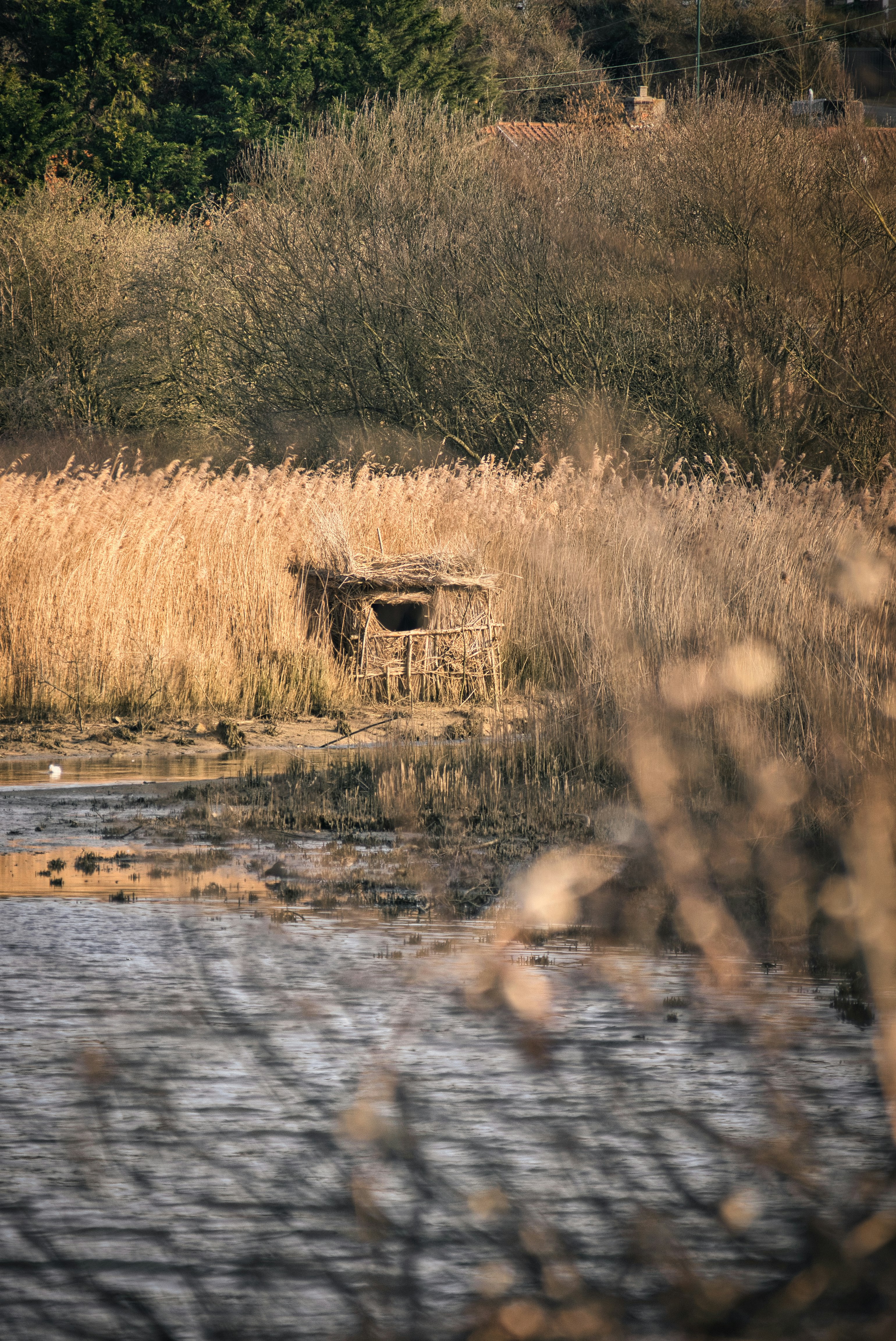 brown grass field near body of water during daytime